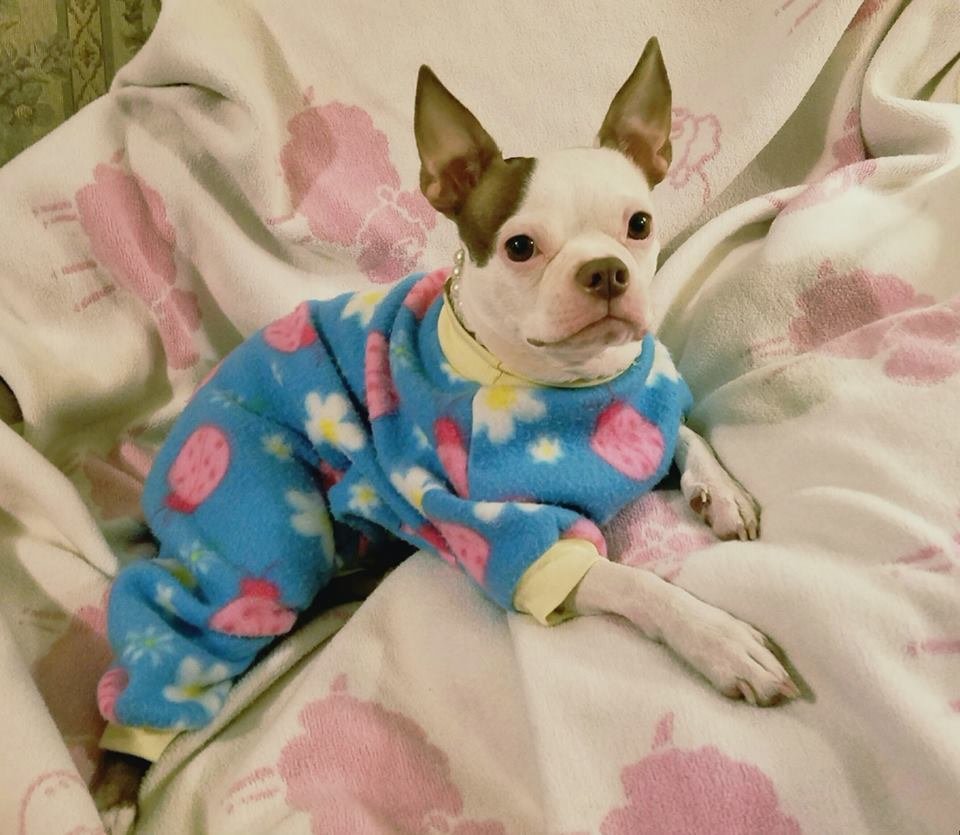 Doggie pajama sewing pattern - small thru xl multi sized pattern
