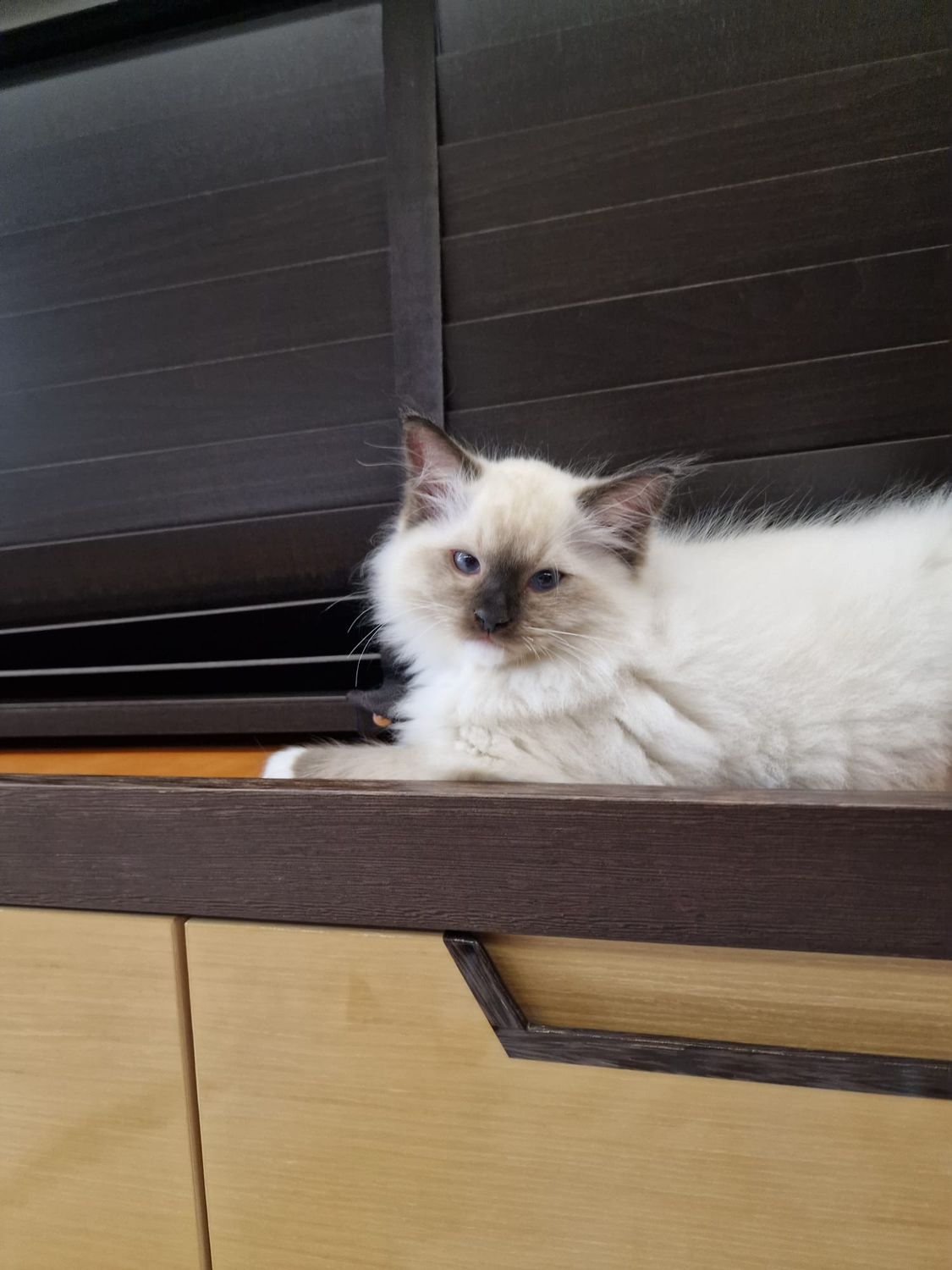 P Ragdoll z miotu A 2023 w nowym domku