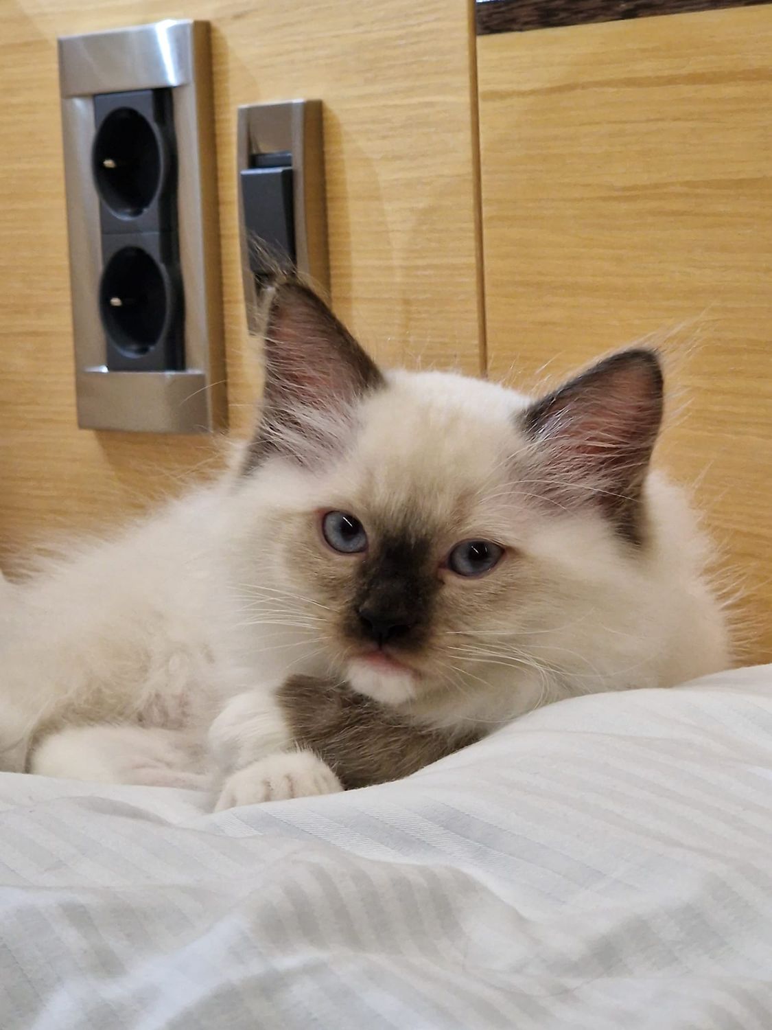 Zefir Ragdoll z miotu A 2023 w nowym domku