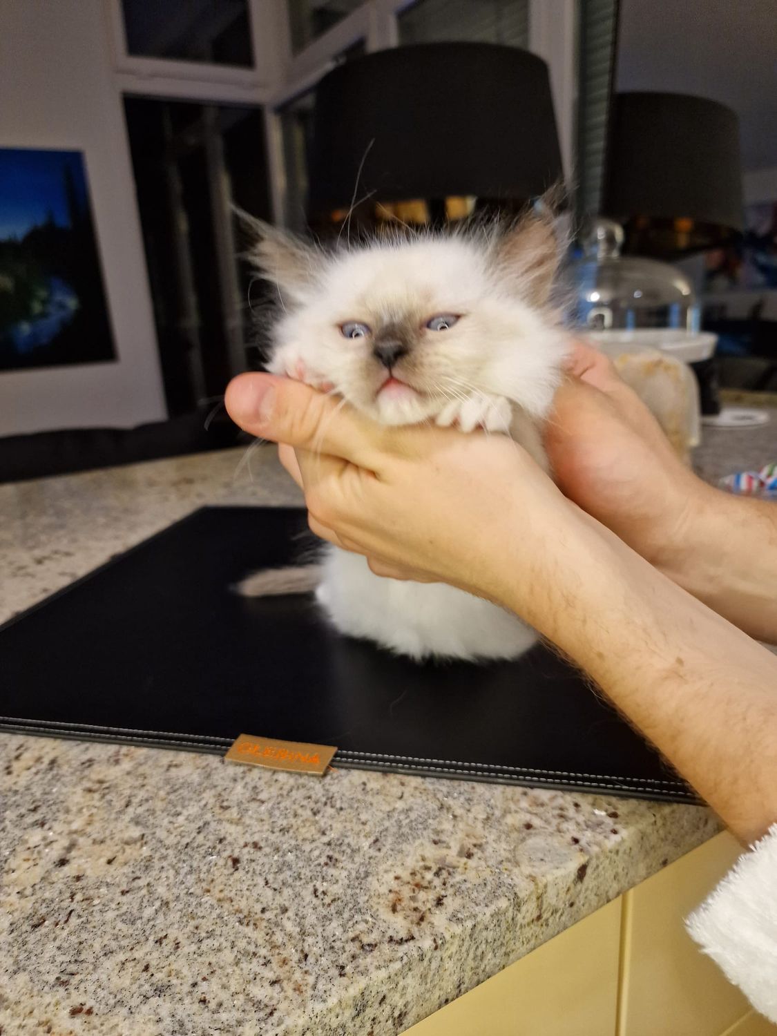 Głębinka Ragdoll z miotu A 2023 w nowym domku