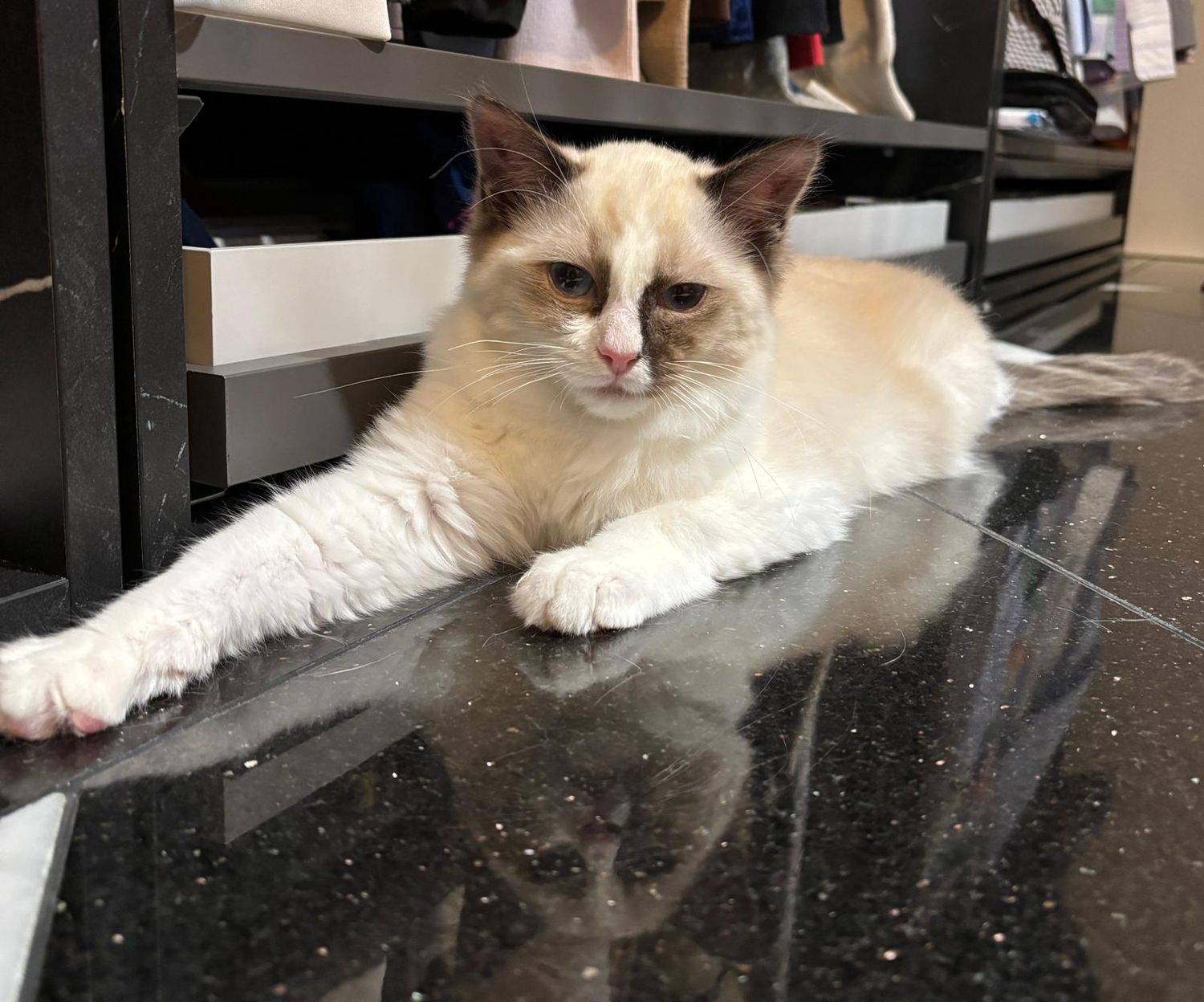 Bursztynek kocurek z miotu J 2024 / 09 w nowym domku