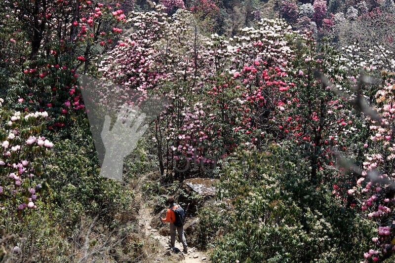 Rhododendronblüte