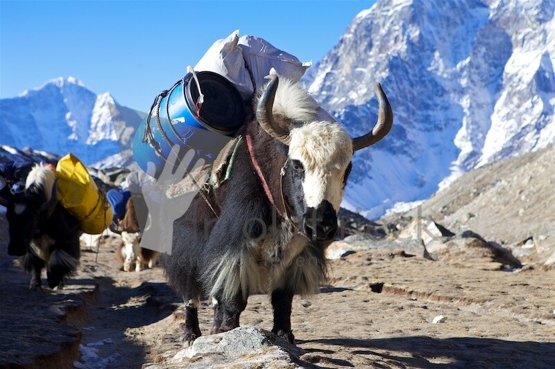 Yak