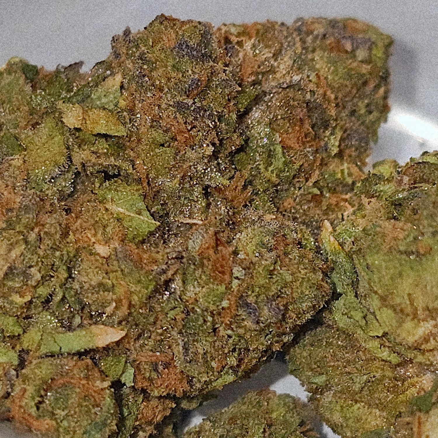 Rainbow Beltz (Hybrid-Exotic)