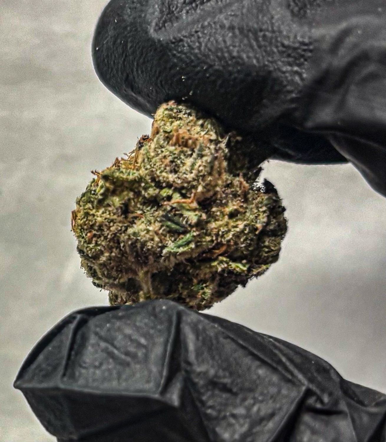 Strawberry Banana (Exotic-Sativa)