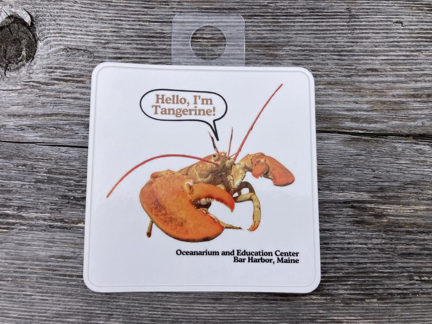 OEC critter stickers, Color: Tangerine