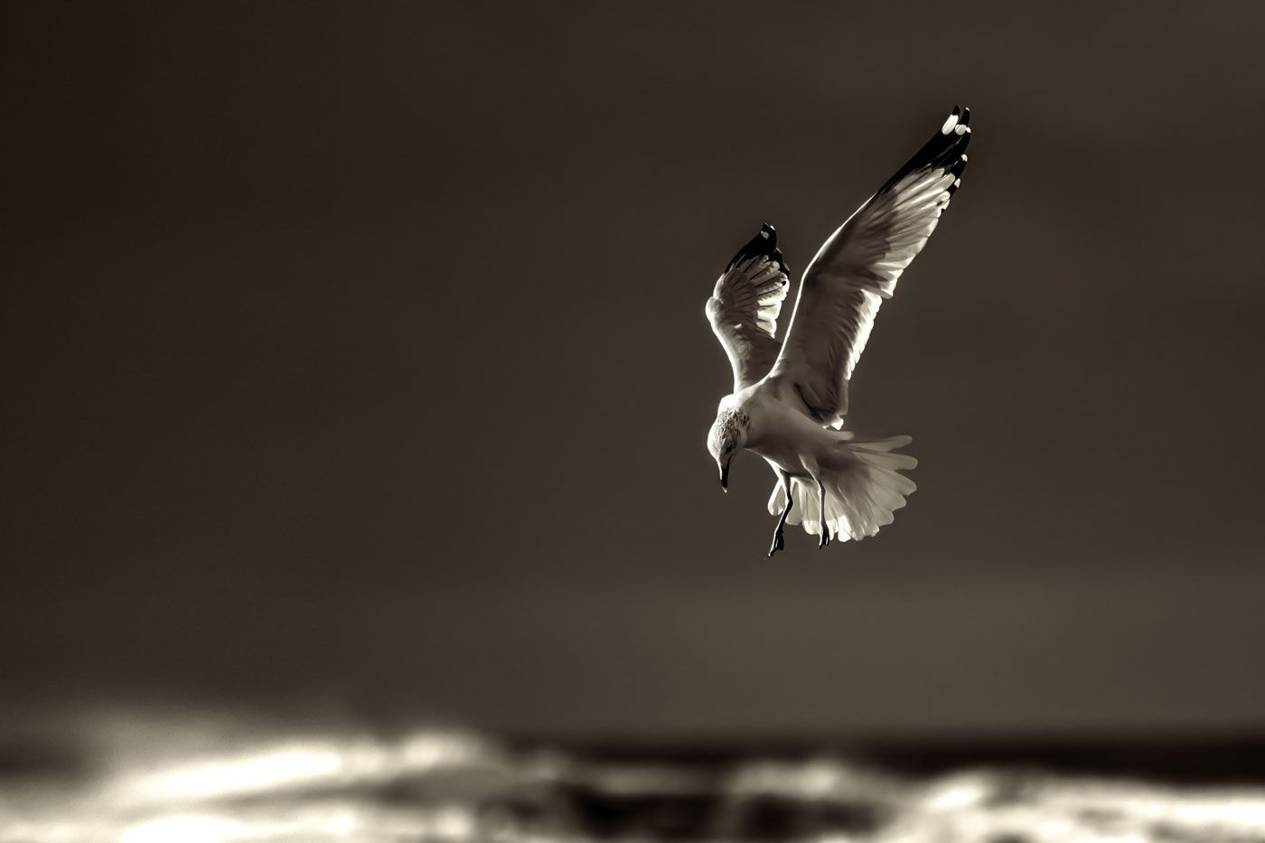 Soaring above 24"x16"