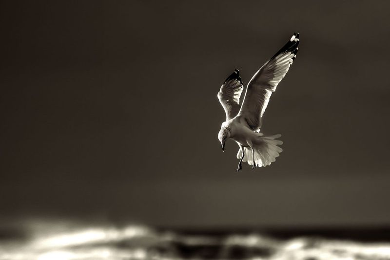 Soaring above 24"x16"