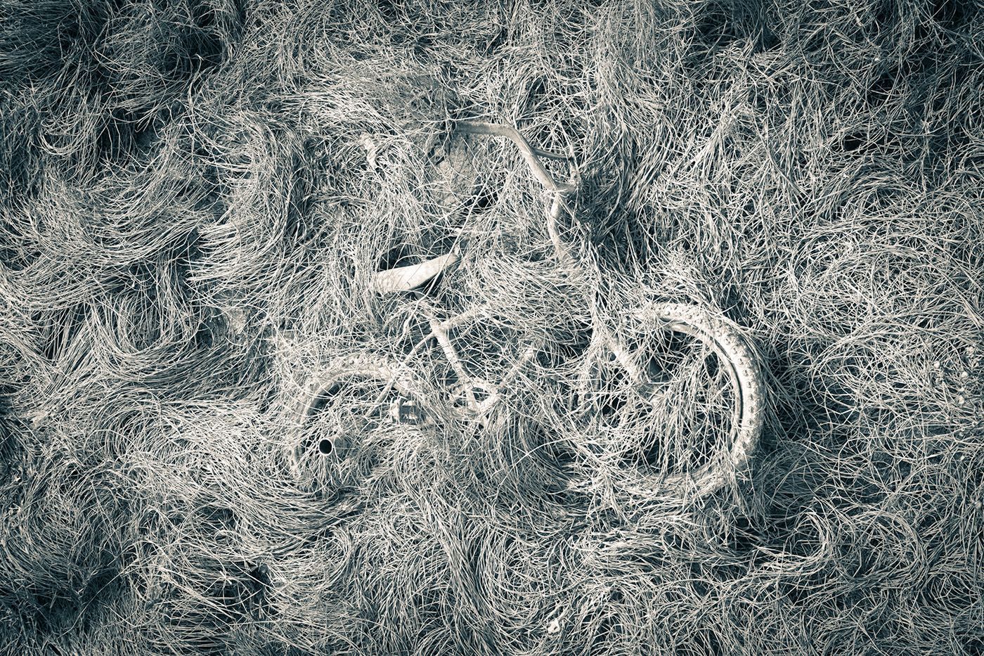 Ghost in the Grass 60"X40" Print