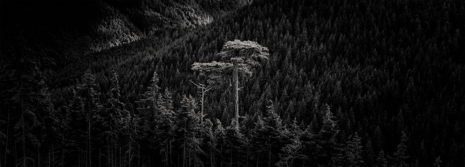 Ancient Guardian  60"X21.5"  Photo Printed under Acrylic Glass.