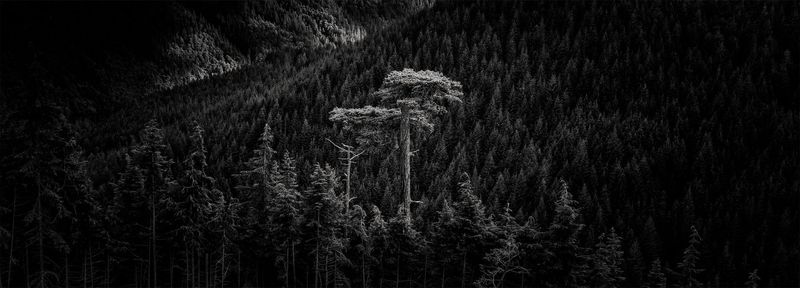 Ancient Guardian  60"X21.5"  Photo Printed under Acrylic Glass.