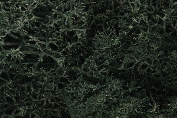 WOOL164, Woodland Scenics - Lichen Dark Green