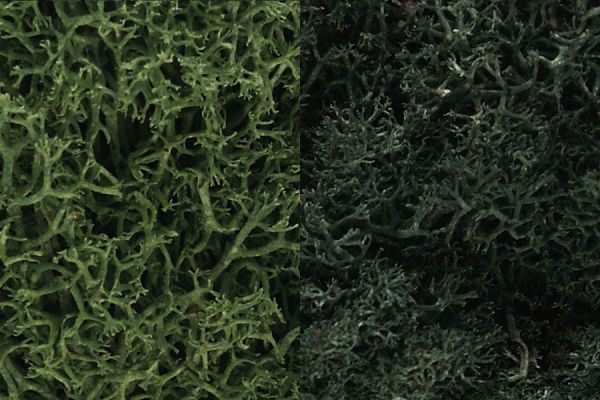 WOOL168, Woodland Scenics - Lichen Dark Green Mix