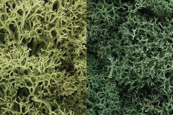 WOOL167, Woodland Scenics - Lichen Light Green Mix