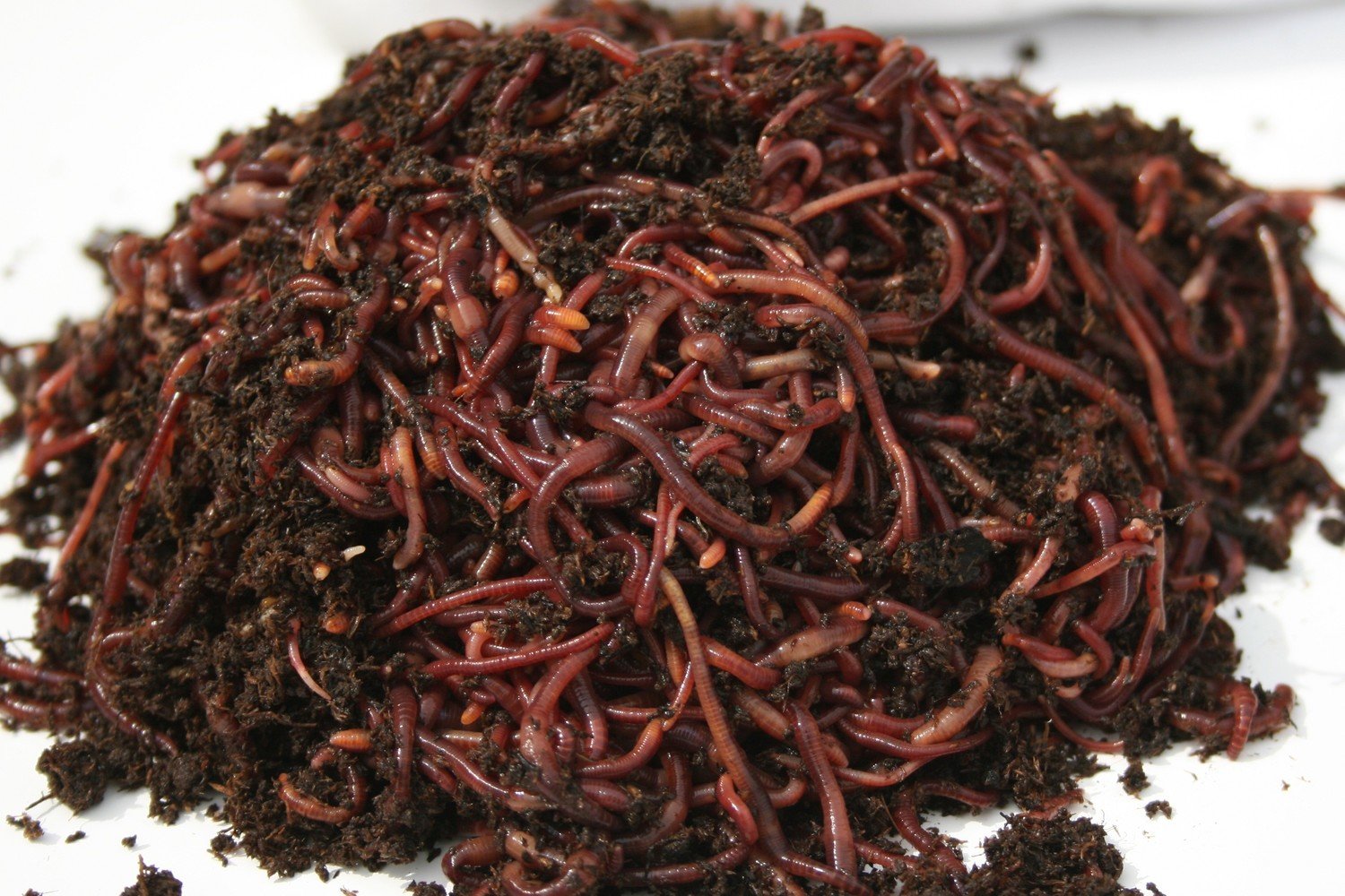 100% Pure Red Worms - 1 lb