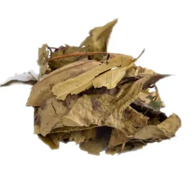 INDONESIAN LAUREL