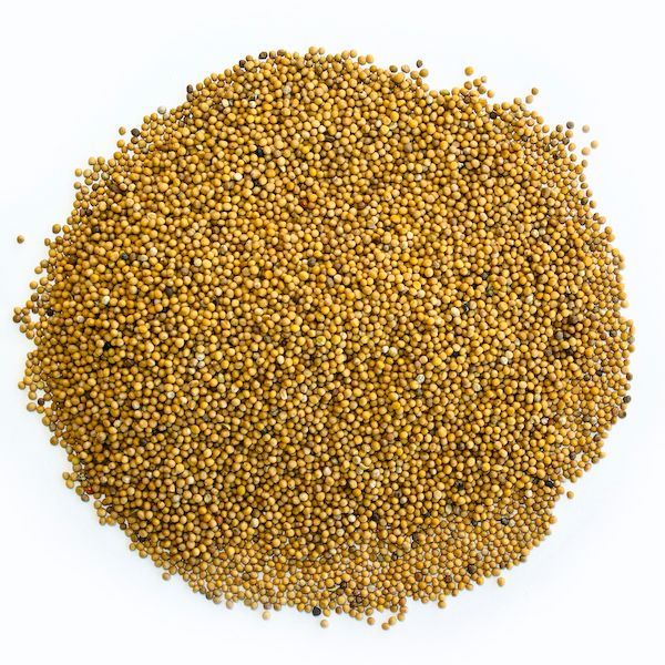 MOSTERDZAAD HEEL 1 KG.