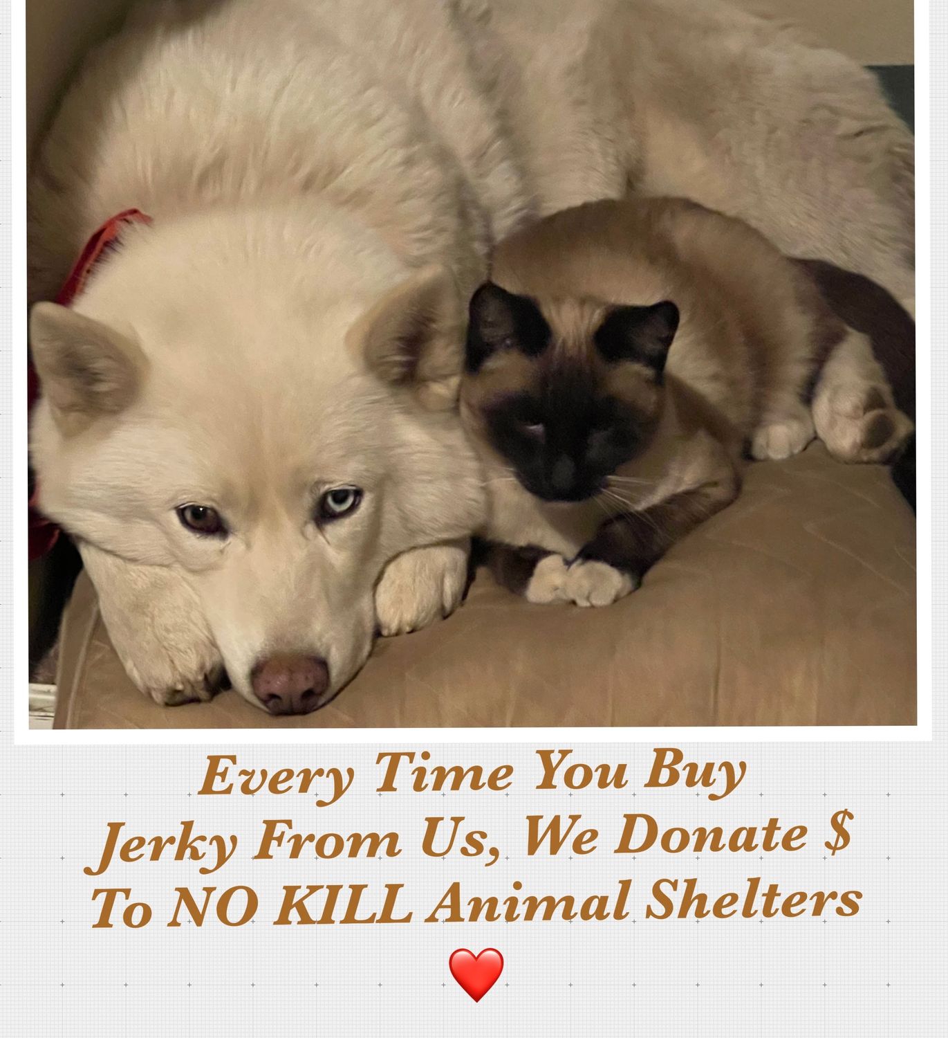 Proud Sponsor Of NO KILL Animal shelters