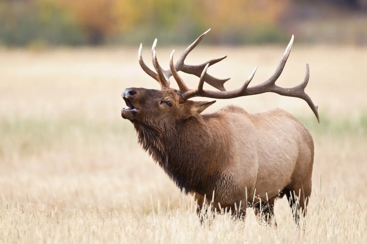 PREMIUM GRADE  ELK. JERKY 2.5 OZ