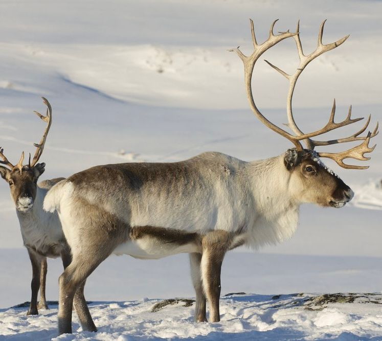 REINDEER JERKY  ( coming soon )