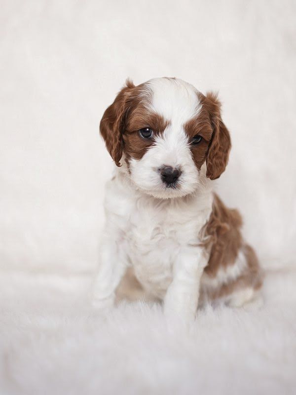 MESA- 10 WEEKS OLD MALE