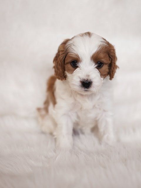 SIERRA - 10 WEEKS OLD FEMALE