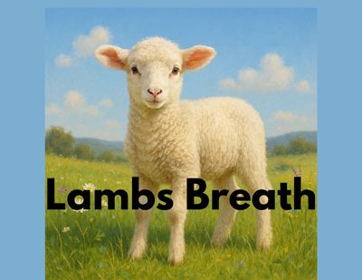 THCA - Small Flower - Lambs Breath #10/27