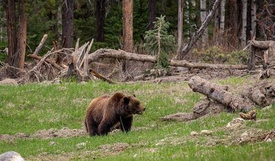 Bear Safety