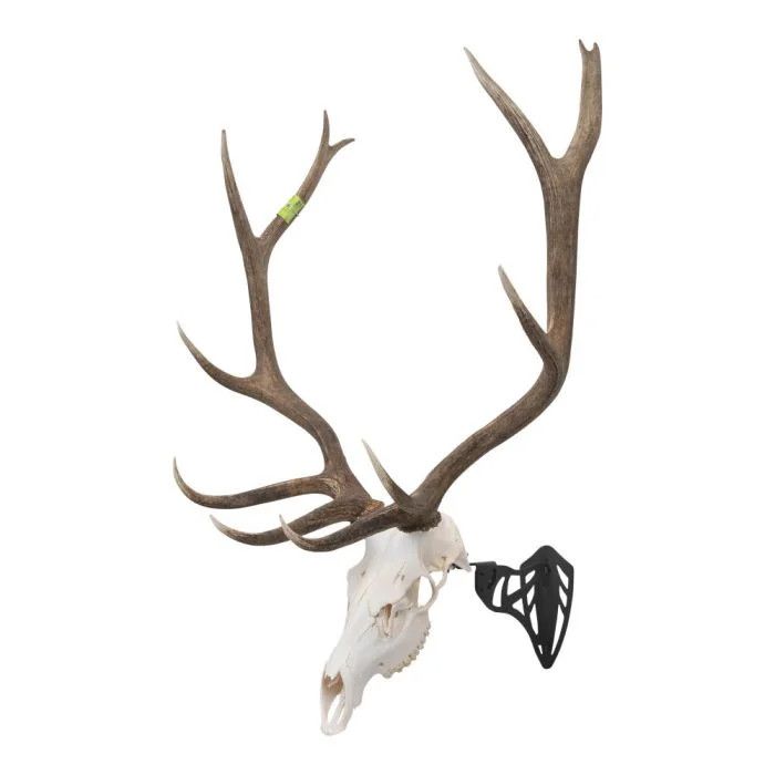 Allen EZ Mount Magnum Skull Hanger, Black