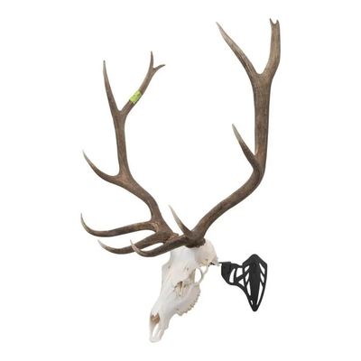 Allen EZ Mount Magnum Skull Hanger, Black