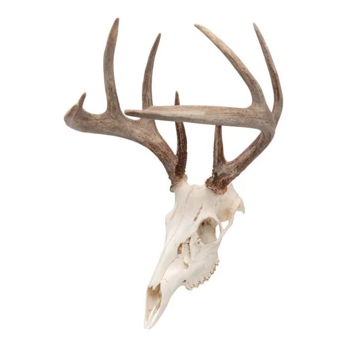 Allen EZ Mount Skull Peg Hook, Black