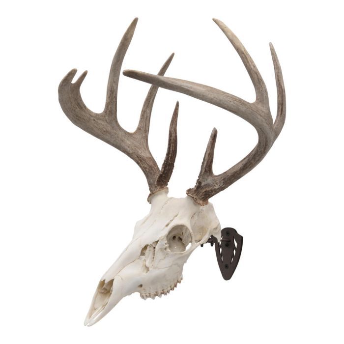 Allen EZ Mount Skull Hanger, Fixed, Brown
