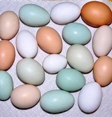 Huevo Blanco unidad