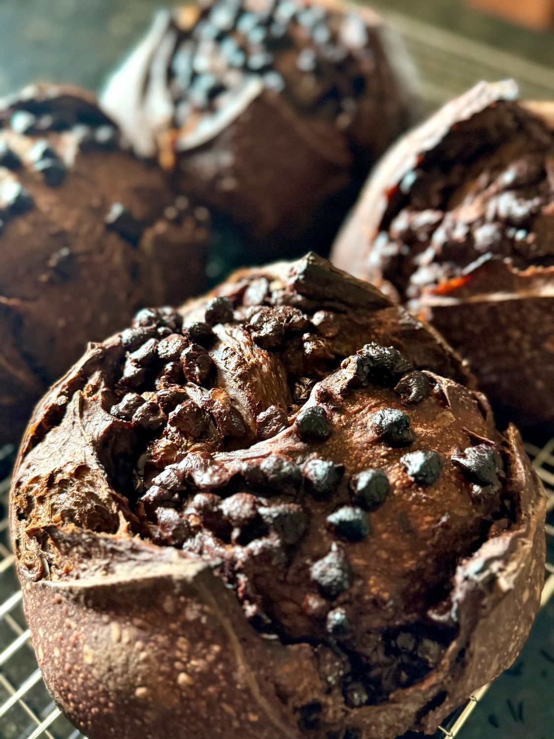 Chocolate Chocolate Chip Sourdough Loaf