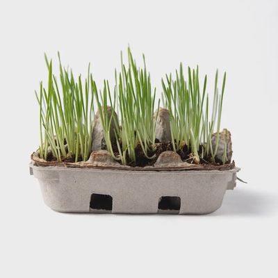Egg Coloring &amp; Seed Growing Kit