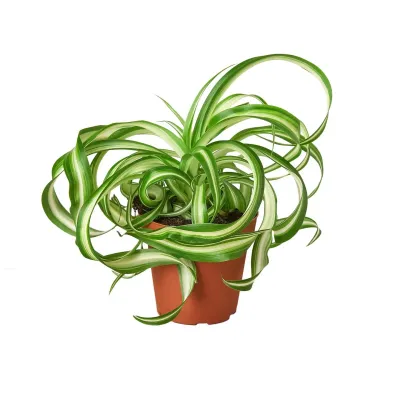 Plants