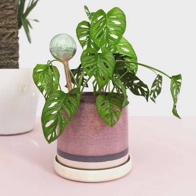 Self-Watering Plant Globes (set of 2)