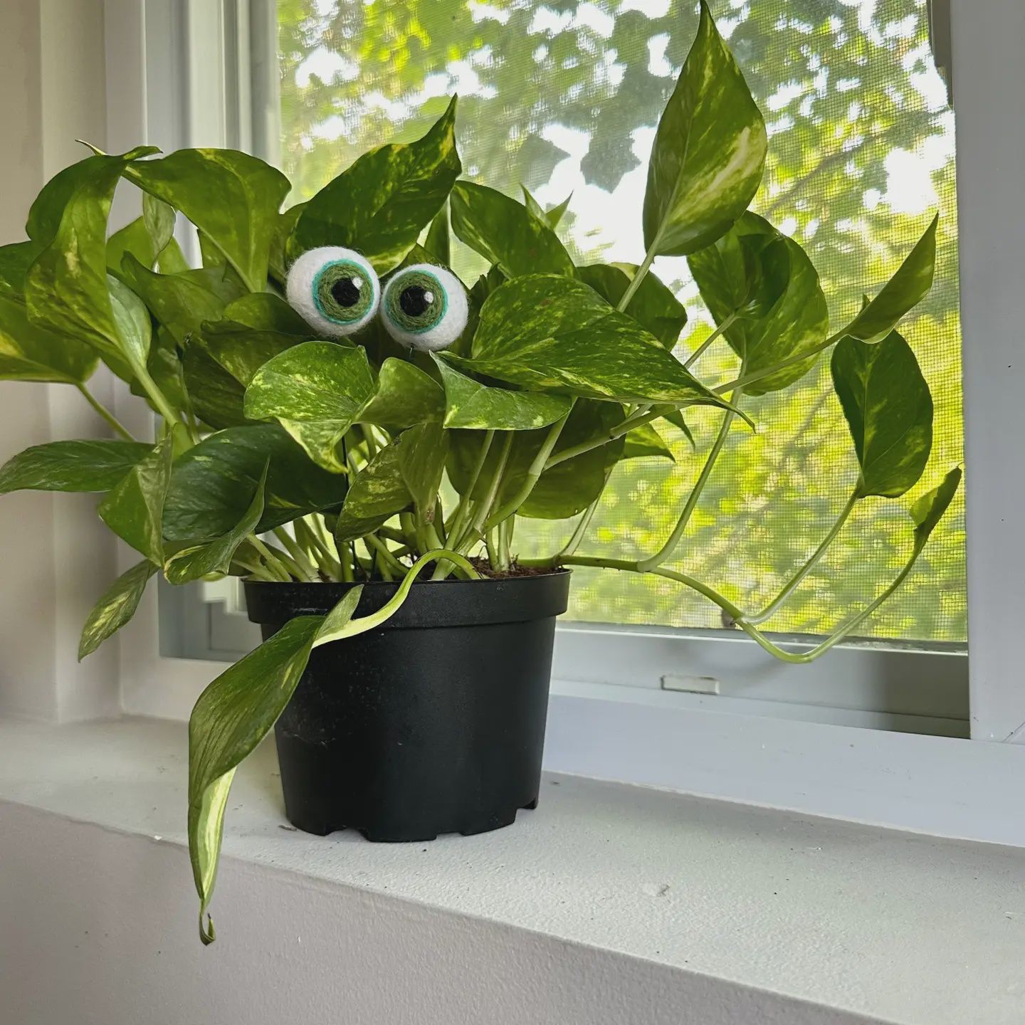 Felt Planter Eyeballs, Color: Olive Green