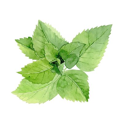 Peppermint Essential Oil