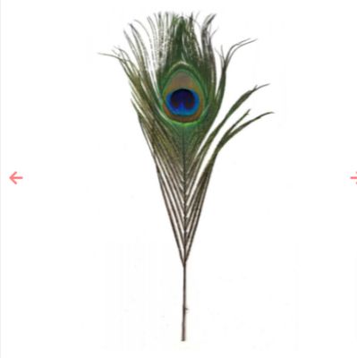 Feathers - Peacock Feather 9-12"