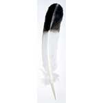 Feathers - Feather Eagle Like Black &amp; White