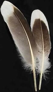 Feathers - Gray Goose Feather