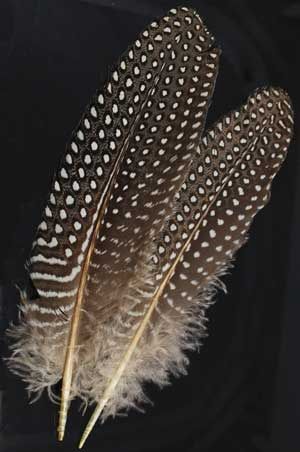 Feathers Guinea Hen Wing Feather