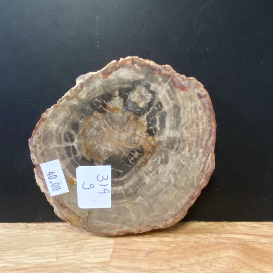 Petrified Wood Slabs 4"-6" wide .5" thick priced by weight, Size: 319g