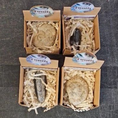 Fossil in Gift Boxes Assorted