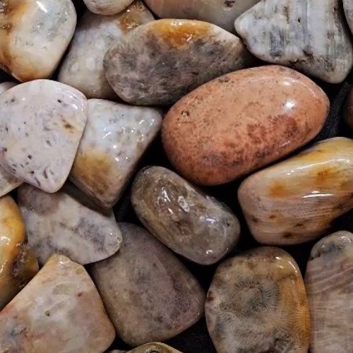 Coral Agatized Fossil Tumbled Stone 1&quot;-1.5&quot;