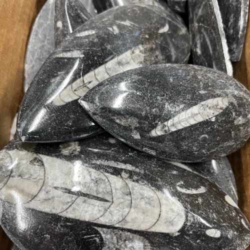 Orthoceras Marbled Fossil Flat Slab Specimen 2.5"-5"