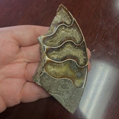 Ammonite Slab Fossil w/ Calcite + Flash