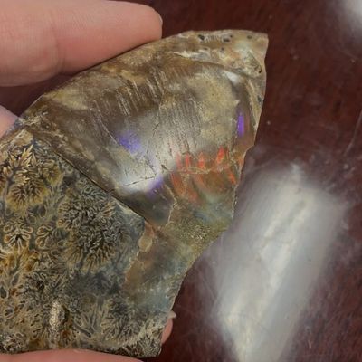 Ammonite Slab Fossil w/ Calcite + Flash
