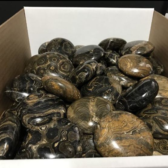 Stromatolite Palm Stone 2&quot;-2.5&quot;
